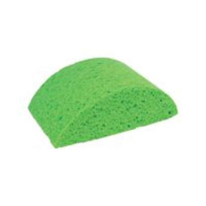 Picture of Turtleback-Sponge