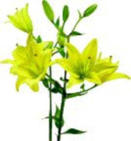 Picture of Dahlia 4"