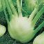Picture of Fennel Zefo Fino Italian