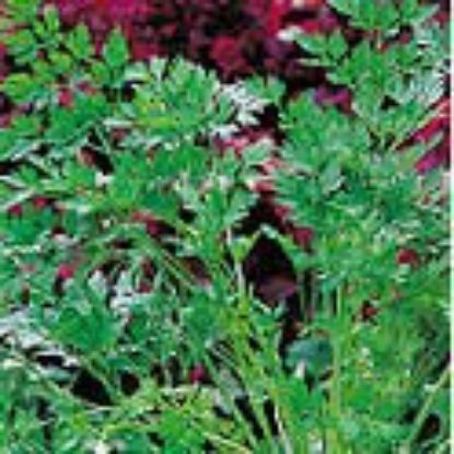 Picture of Parsley Catalogno Italian