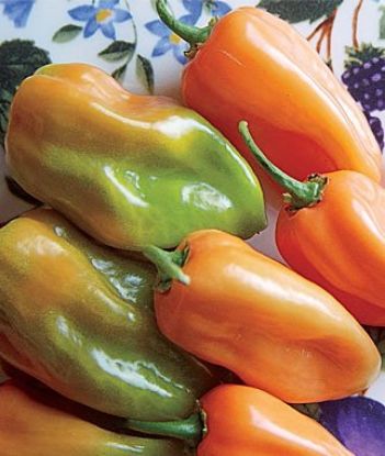 Picture of Hot Pepper Habanero Mix Spanish