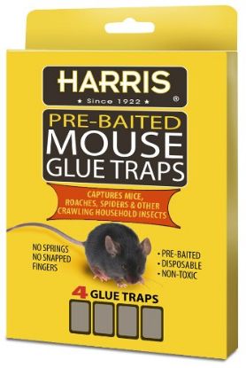 Picture of Mouse-Trap Glue-Trap