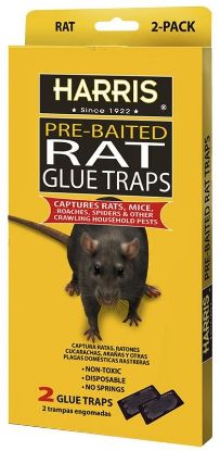 Picture of Glue-Trap Rat-Size