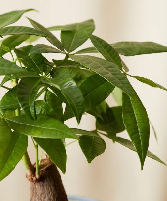 Picture of 4"pachira Single Money Tree