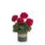 Picture of Geranium 4"-pot