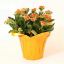 Picture of 4" Kalanchoe/calandiva