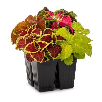 Picture of 4"coleus