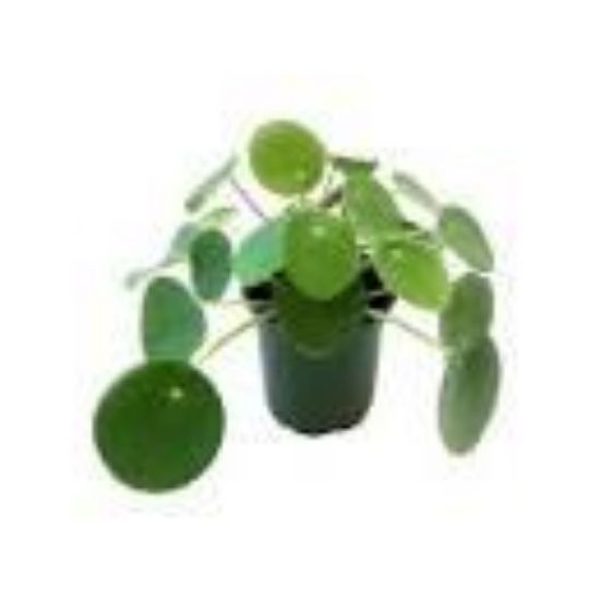 Picture of 4"pilea Peperomioides Foliage