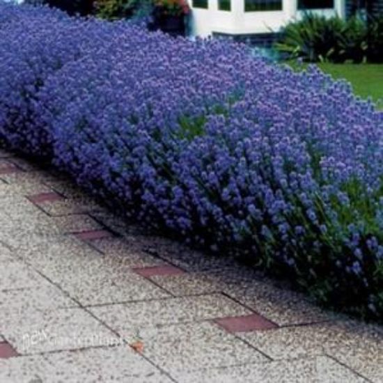 Picture of Lavandula Munstead Sc 6"