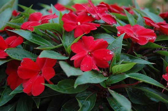 Picture of 10"hb New Guinea Impatiens,6asst
