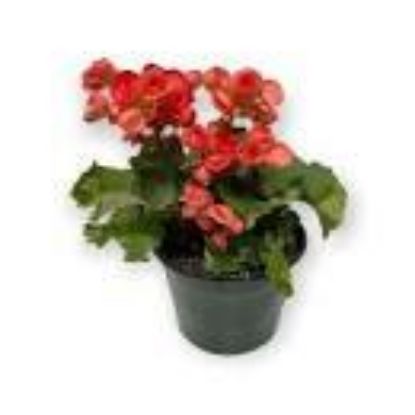 Picture of 5" Rieger Begonia