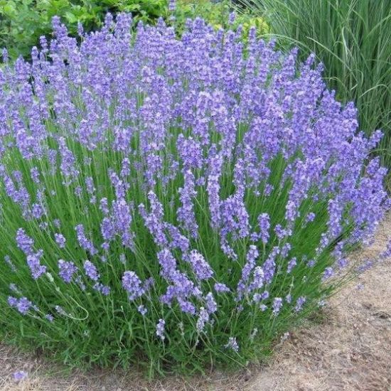 Picture of Lavandula Phenomenal Sc 6"