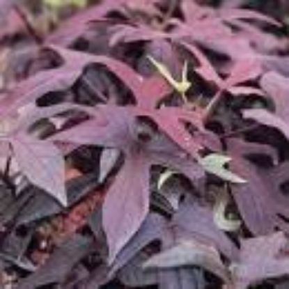 Picture of 4" Sweet Potato Vine Purple