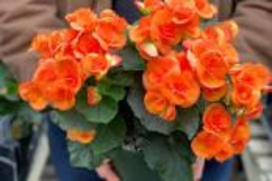 Picture of 6" Rieger Begonia