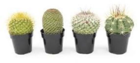 Picture of 2.5"cactus Asst 28/cs