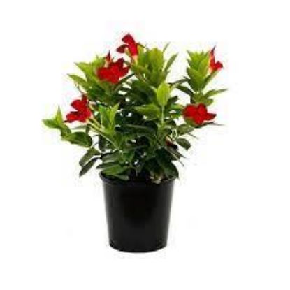 Picture of 1.5gal Dipledinia(retail)