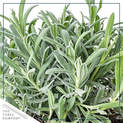 Picture of 4" Herb Lavender
