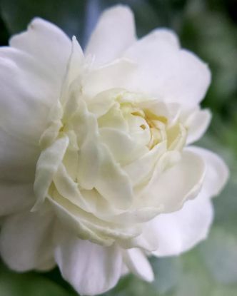 Picture of 4" Grand Duke Jasmine