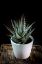 Picture of 2"zebra Cactus Haworthia