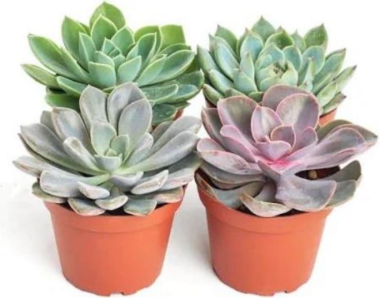 Picture of 4" Echeveria/succulent