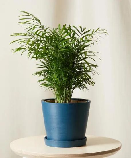 Picture of 4" Foliage Neanthe Bella Palm/4