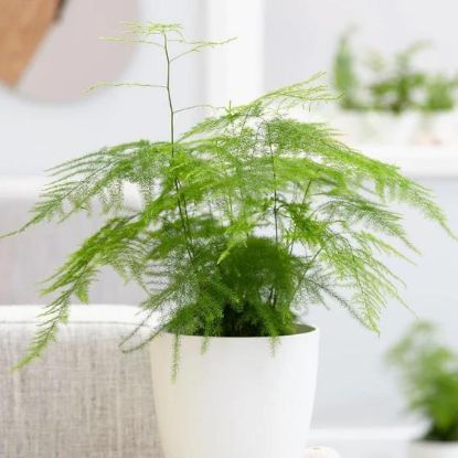 Picture of 4"plumosa Fern/4