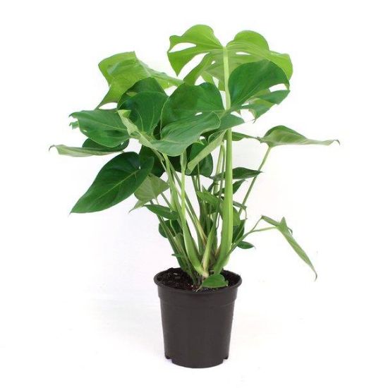 Picture of 4" Philo Monstera
