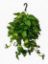Picture of 8" Hb Golden Pothos
