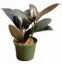 Picture of 6" Rubber Plant