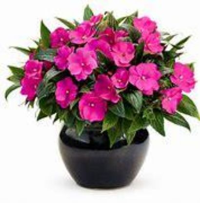 Picture of Impatiens Flat