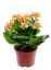 Picture of Kalanchoe 4"