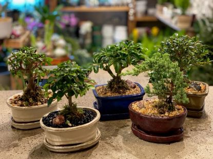 Picture of 6 X 8 Bonsai