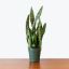 Picture of Sansevieria Zeylanica-snake Plant 10"