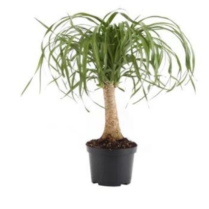 Picture of Ponytail Palm 6"