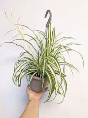 Picture of 10" Hb Spider Plant