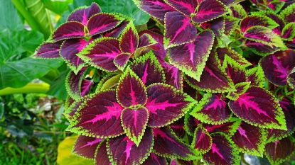 Picture of Coleus 6"