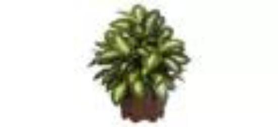 Picture of Dieffenbachia Plants 7" Plant