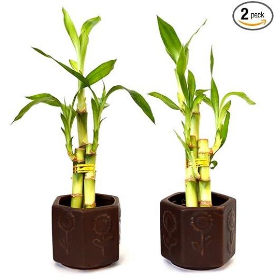 Picture of Lucky Bamboo Ceramic Pot 4"