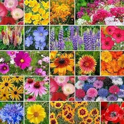 Picture of Hanging-Basket Flowering