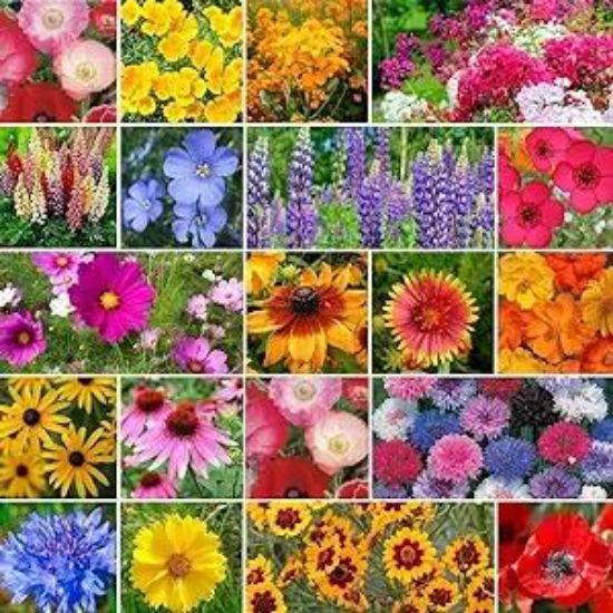 Picture of Hanging-Basket Flowering