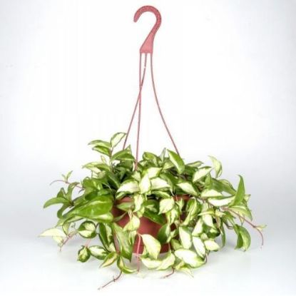 Picture of 8"-foliage Hanging-basket
