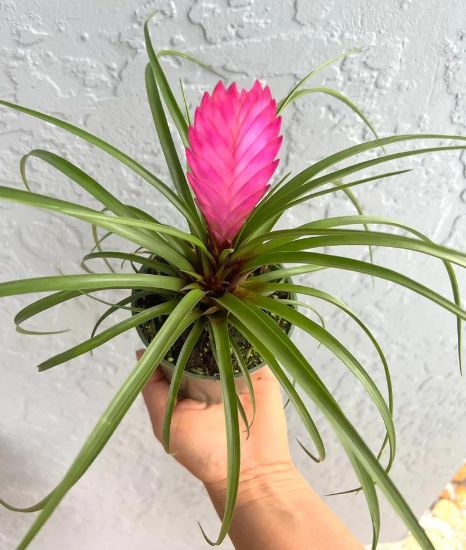 Picture of 4 " Bromeliad