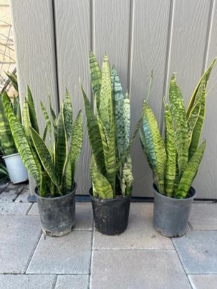 Picture of Snake Plant