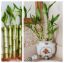 Picture of Lucky Bamboo Ceramic 6-6-8