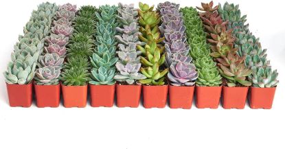 Picture of Assorted Succulent 2.25"