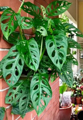 Picture of Philo Monstera 10"