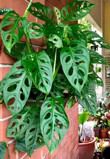 Picture of Philo Monstera 10"