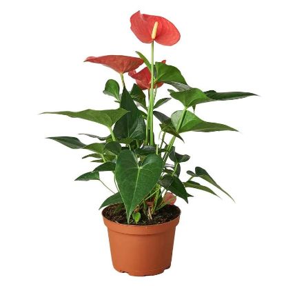 Picture of Anthurium_Lady Jan 6"