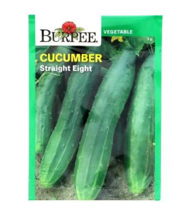Picture of Straight Eight Cucumber Seeds