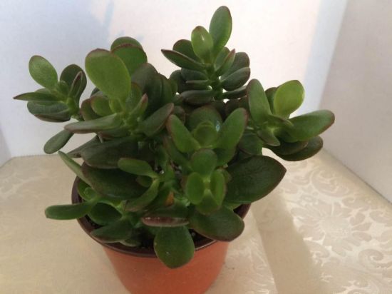 Picture of Mini Jade Plant 4"